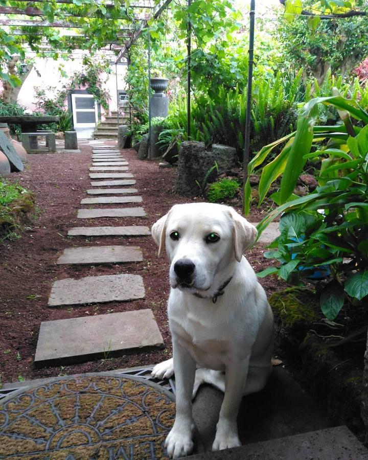Quinta Nossa Senhora De Lourdes Guest House Capelas Bagian luar foto